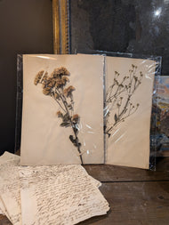 Pressed Botanical Flowers 1917 France