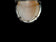 .800 Silver Left Facing Cameo Brooch / Pendant with Bail Loop & Marcasites