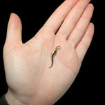 10K Yellow Gold Cornicello Charm / Pendant