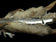 Antique Sterling Silver Lucky Grouse Foot Brooch / Kilt Pin with Foil Back Purple Paste Stone