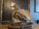 Taxidermied Duck in Standing Position