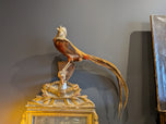 Wall Mounted Taxidermied Pheasant