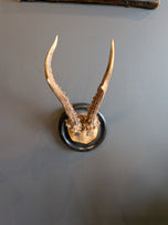 Mounted Roe Deer Antlers