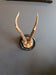 Mounted Roe Deer Antlers