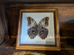 Framed Peruvian Butterfly