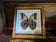 Framed Peruvian Butterfly