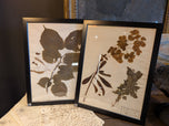 Framed Pressed Botanical Flowers 1917 France