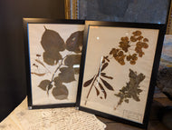 Framed Pressed Botanical Flowers 1917 France