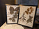Framed Pressed Botanical Flowers 1917 France
