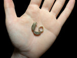 Antique 10K Yellow Gold Antique Victorian Repoussé Locket / Charm / Coin Holder