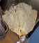Fossilized Coral